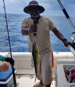 It's Mahi-Mahi Time!